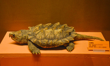 美国大鳄龟