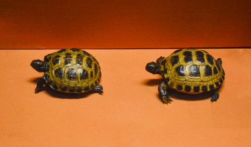 四爪陆龟幼体