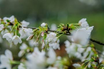 梨花