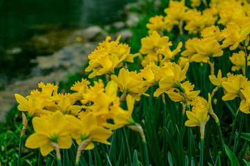 水仙花