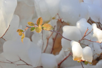 阳光下的冰雪