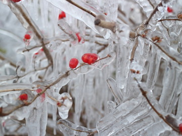 冰雪红豆