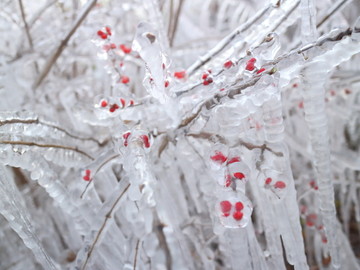 冰雪红豆