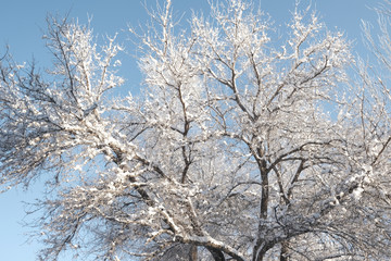 雪景