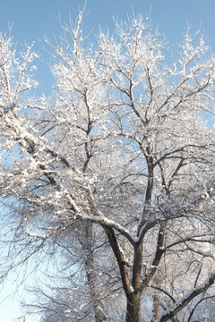 雪景