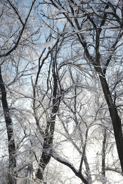 雪景