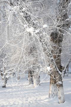 雪景