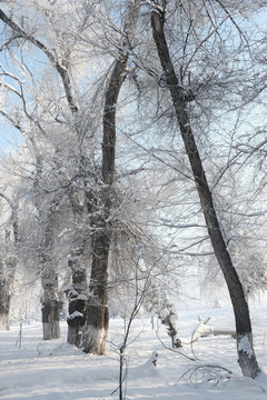 雪景