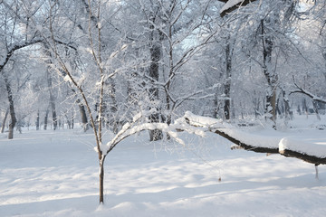 雪景