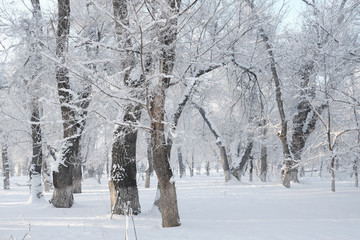 冬雪