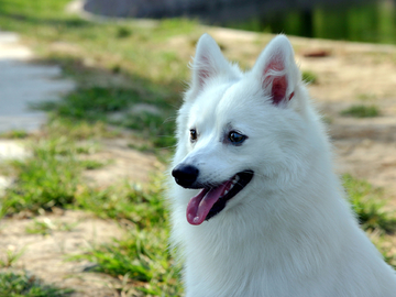 银狐犬在凝望