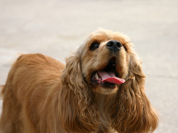 吐舌头的可卡犬