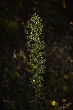 小蓬草