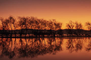 日出前湖中的一排树和倒影
