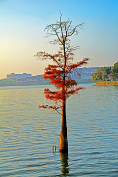 松山湖风景