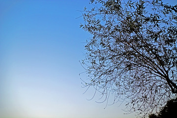 黄昏天空树枝
