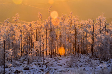 树林雪域风光