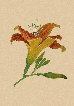 黄花菜