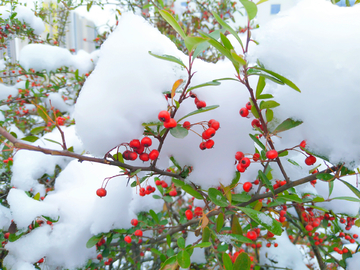 雪中的果实