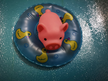 会游泳的小猪