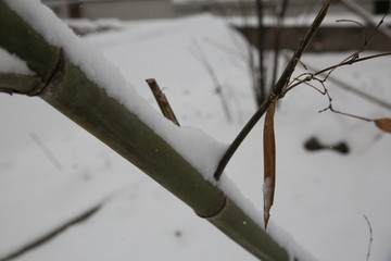 雪景