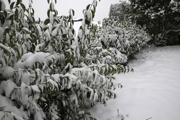 雪景