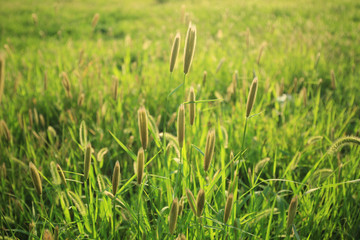 野草地