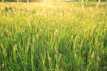 野草素材