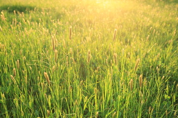 野草地