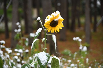 雪压向日葵