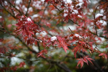 雪花枫叶