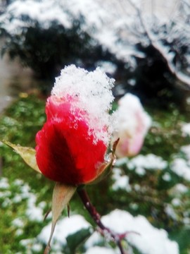 雪花月季花