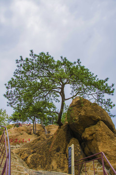 千山无量观景区老子传道山顶松树