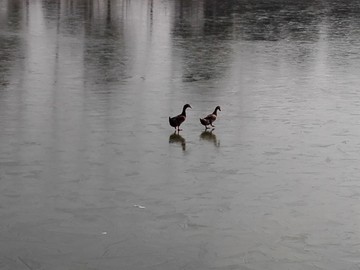 结冰的湖面上行走着两只鸭子