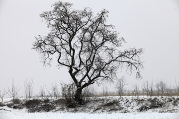 雪中柿子树