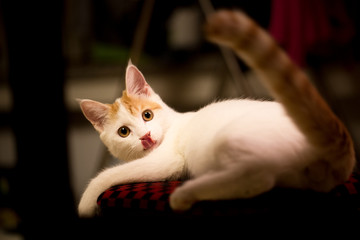 猫