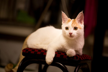 猫