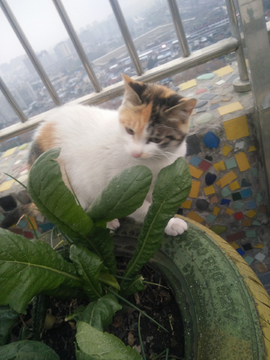 猫咪