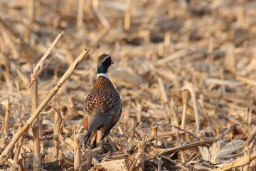 野鸡雉鸡锦鸡七彩鸡山鸡