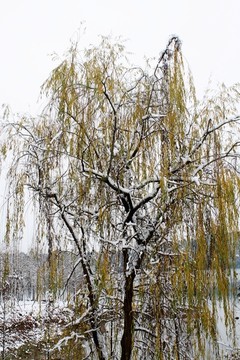雪中柳树
