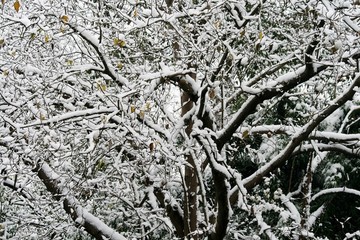 树枝大雪