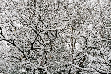 树枝大雪