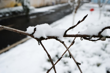 江南雪景