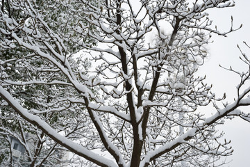 雪中树木