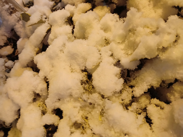 雪