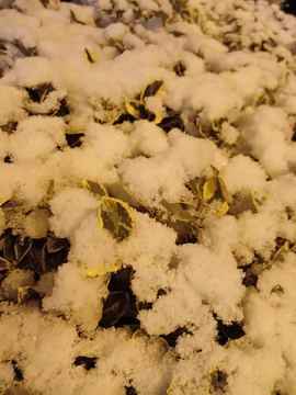 雪