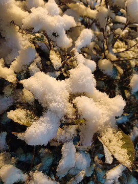 雪