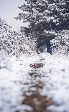 雪景