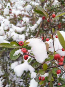 雪景素材