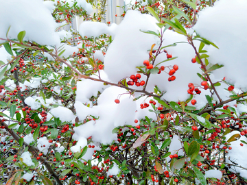 雪景素材